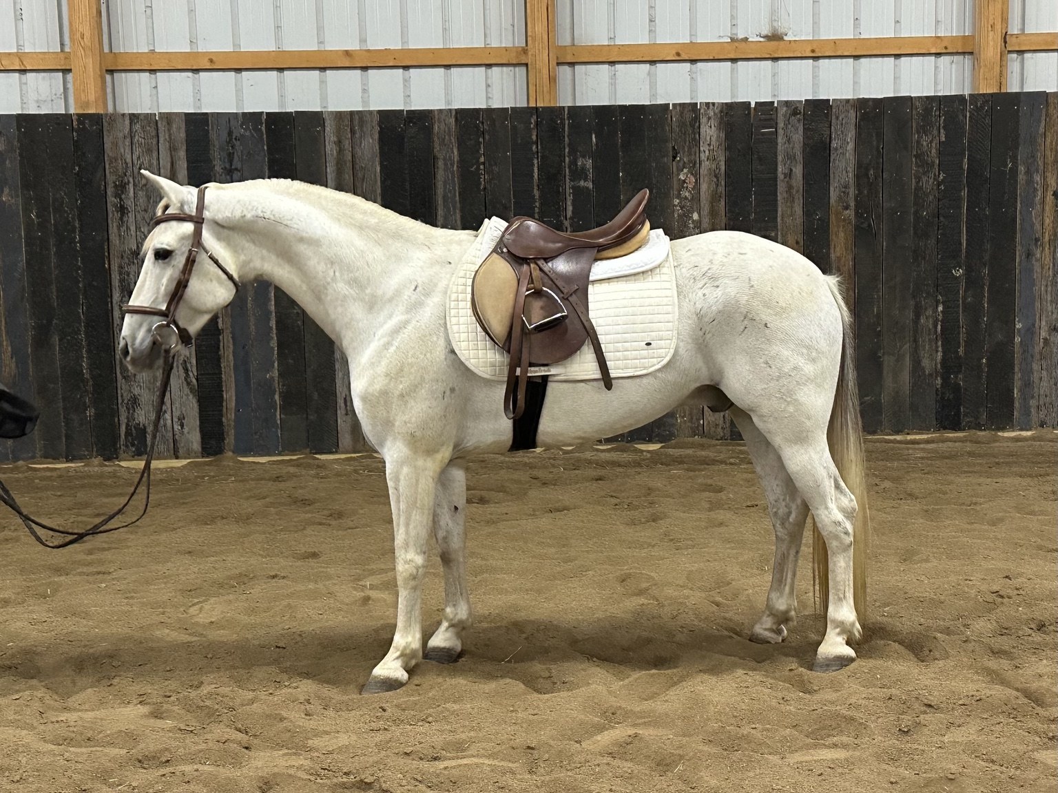 Ghost wearing English tack