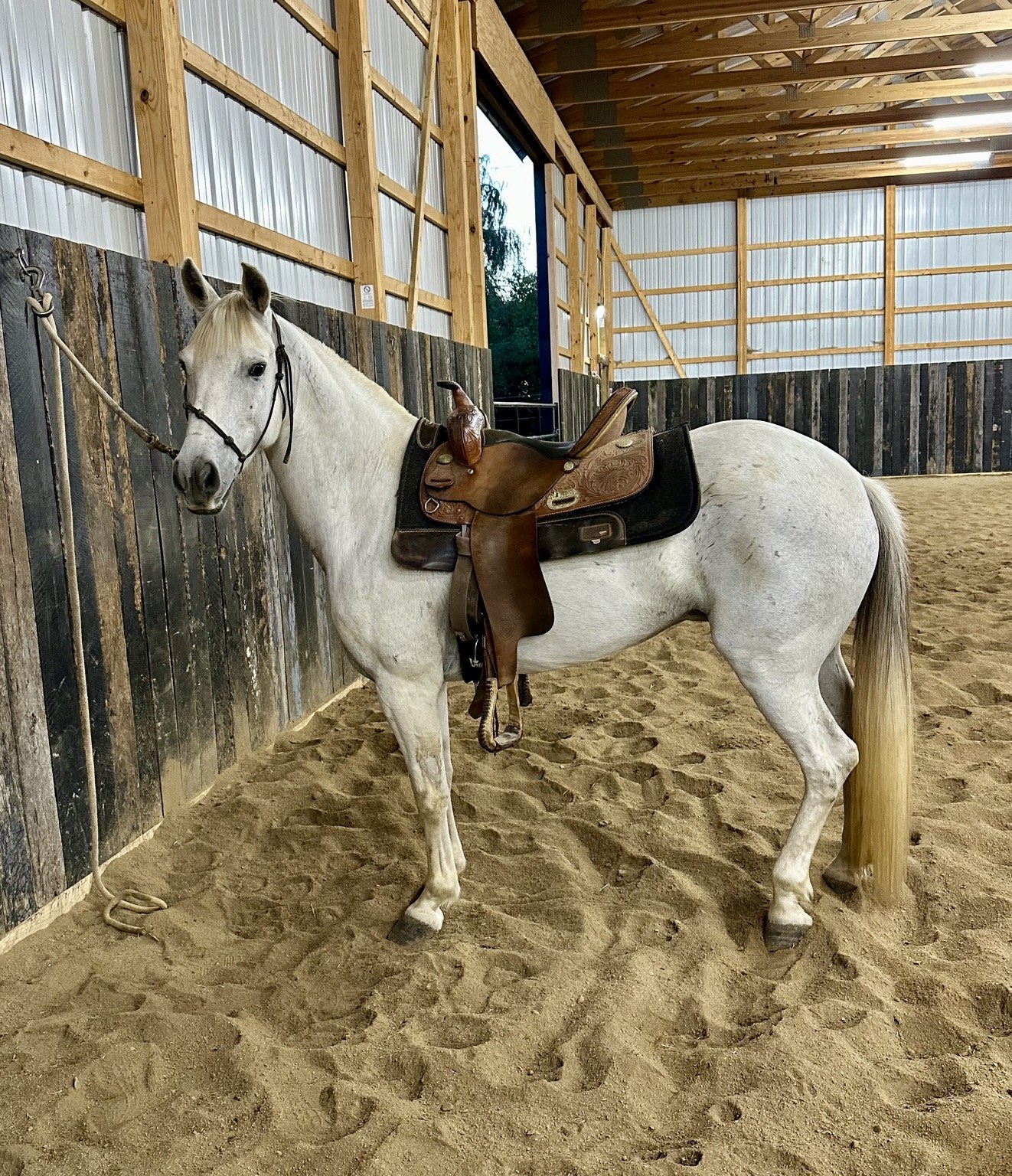 Ghost wearing western tack