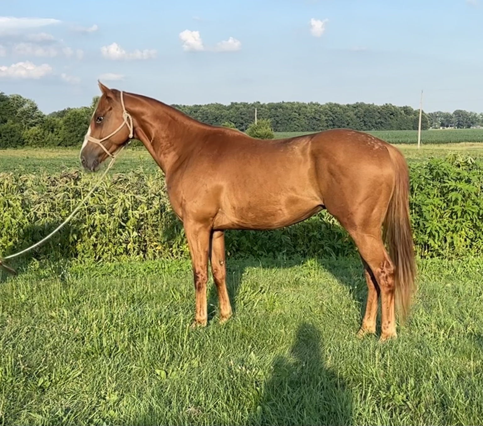 Horse sold through Townsend Performance Horses
