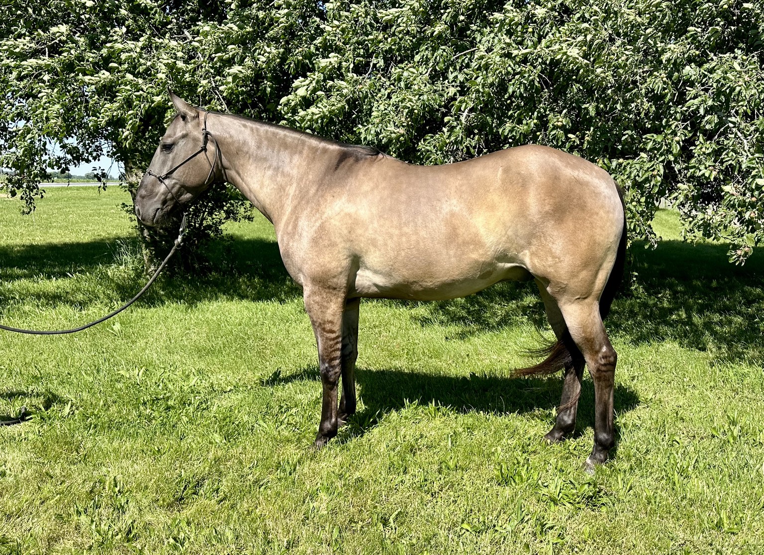 Horse sold through Townsend Performance Horses