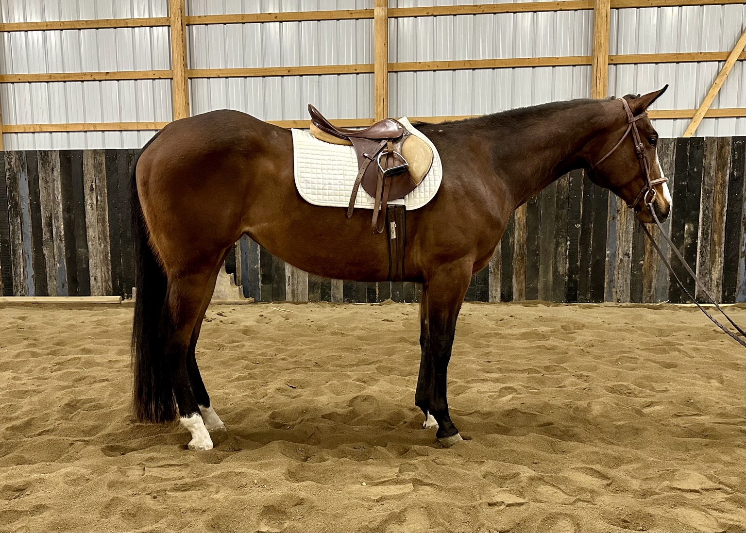 Horse sold through Townsend Performance Horses