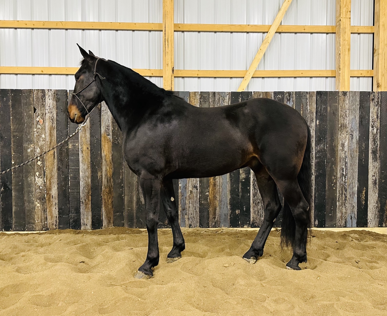 Horse sold through Townsend Performance Horses