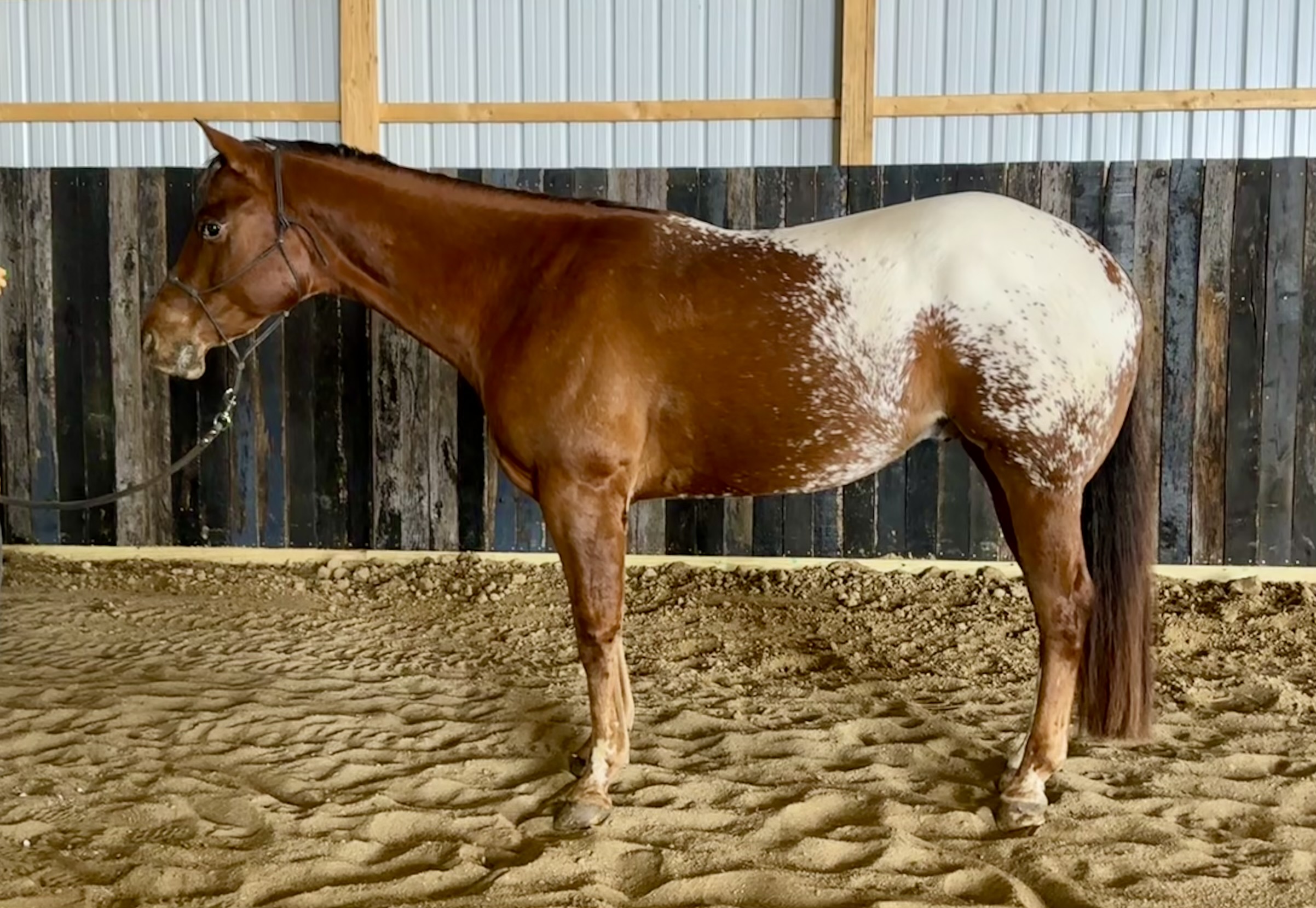 Horse sold through Townsend Performance Horses