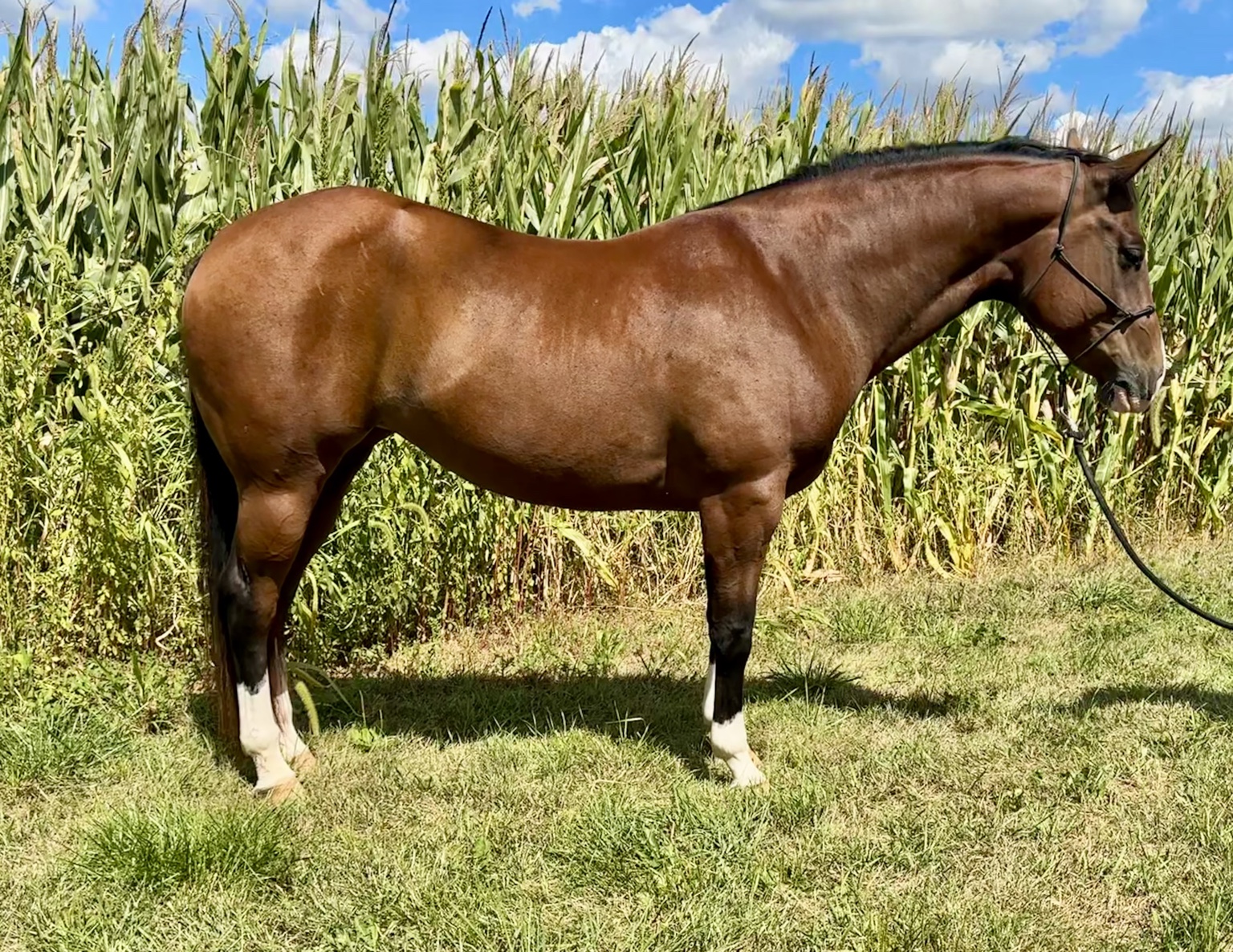 Horse sold through Townsend Performance Horses