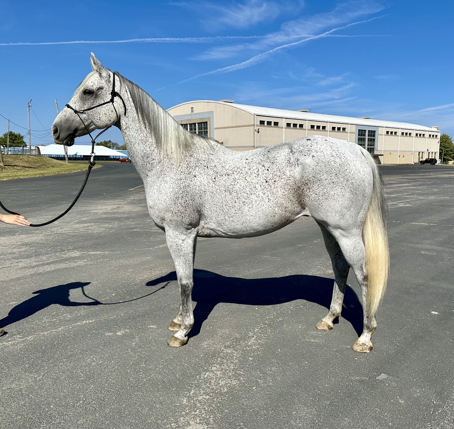 Horse sold through Townsend Performance Horses