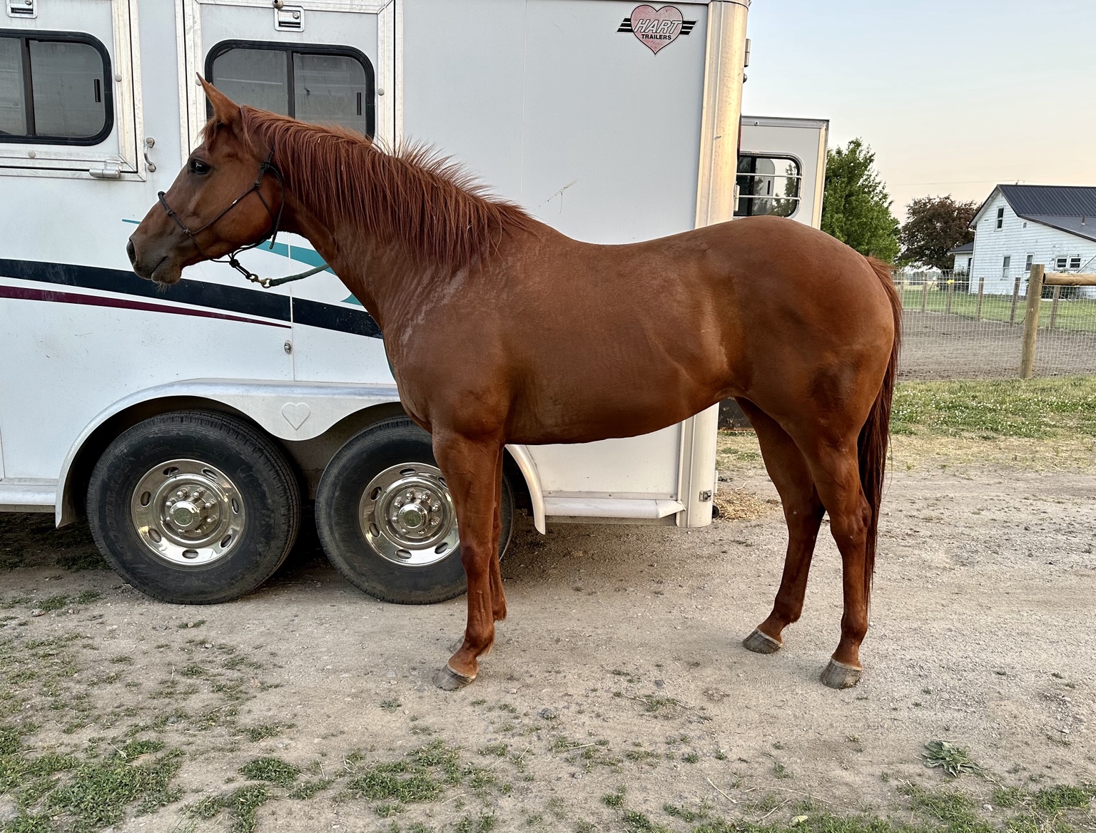 Horse sold through Townsend Performance Horses