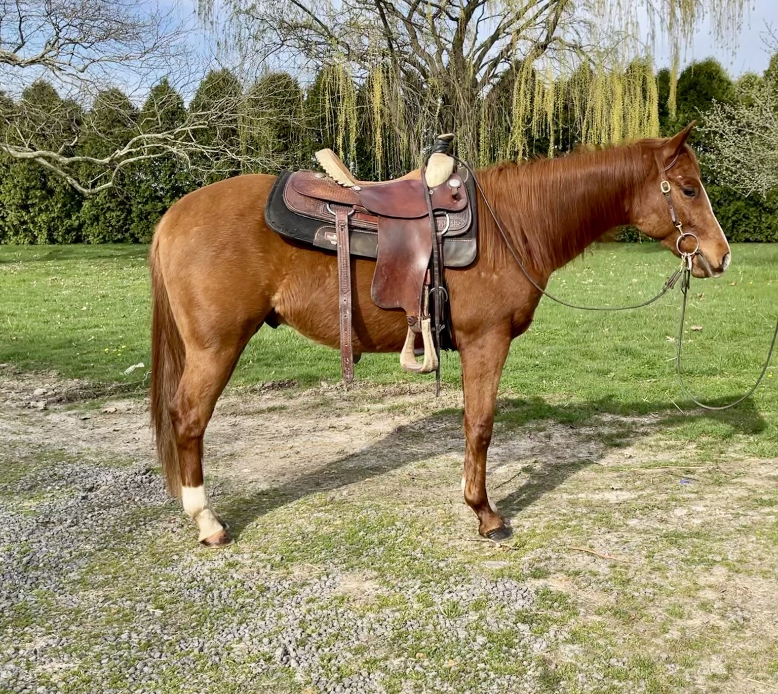 Horse sold through Townsend Performance Horses