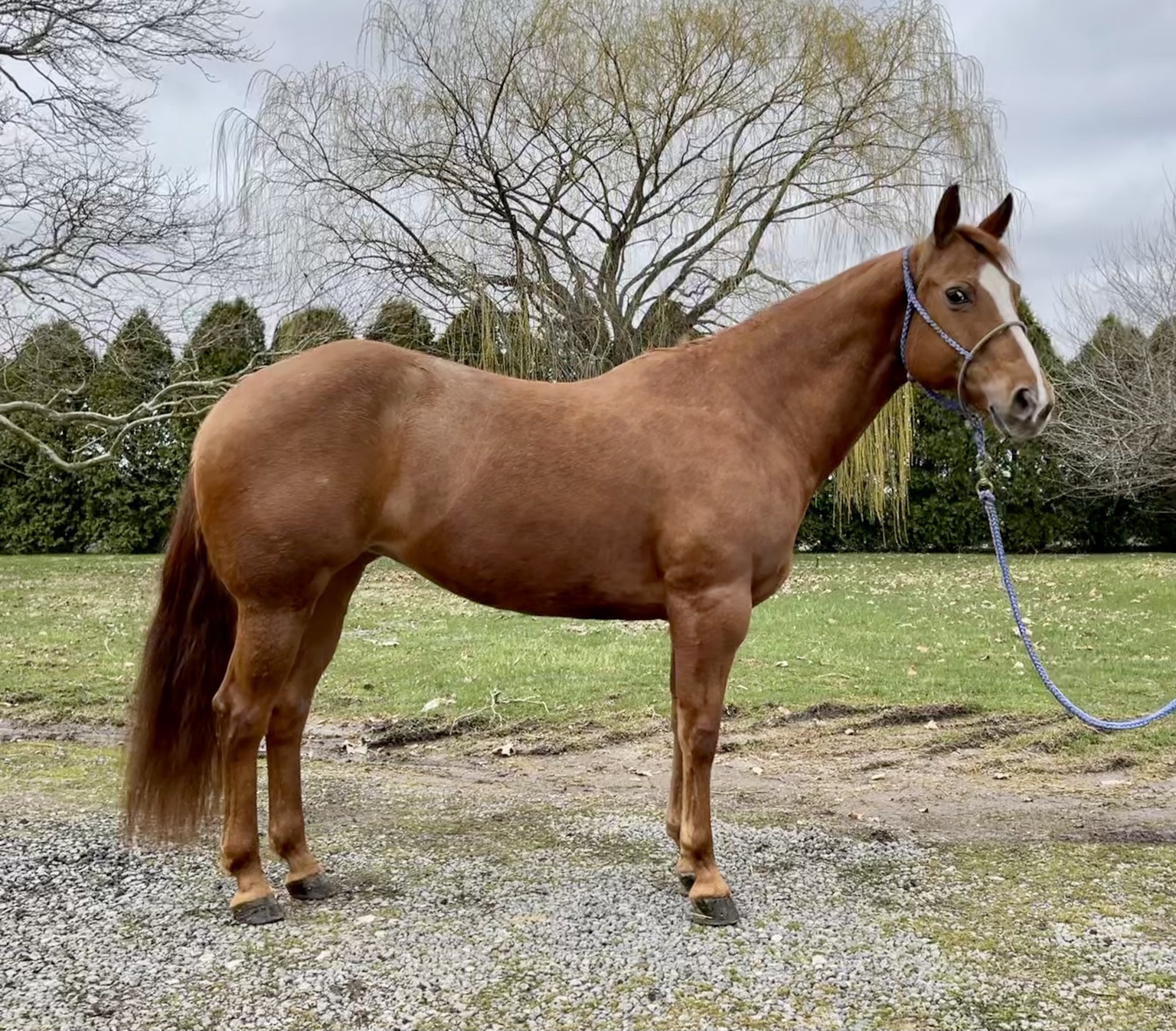 Horse sold through Townsend Performance Horses