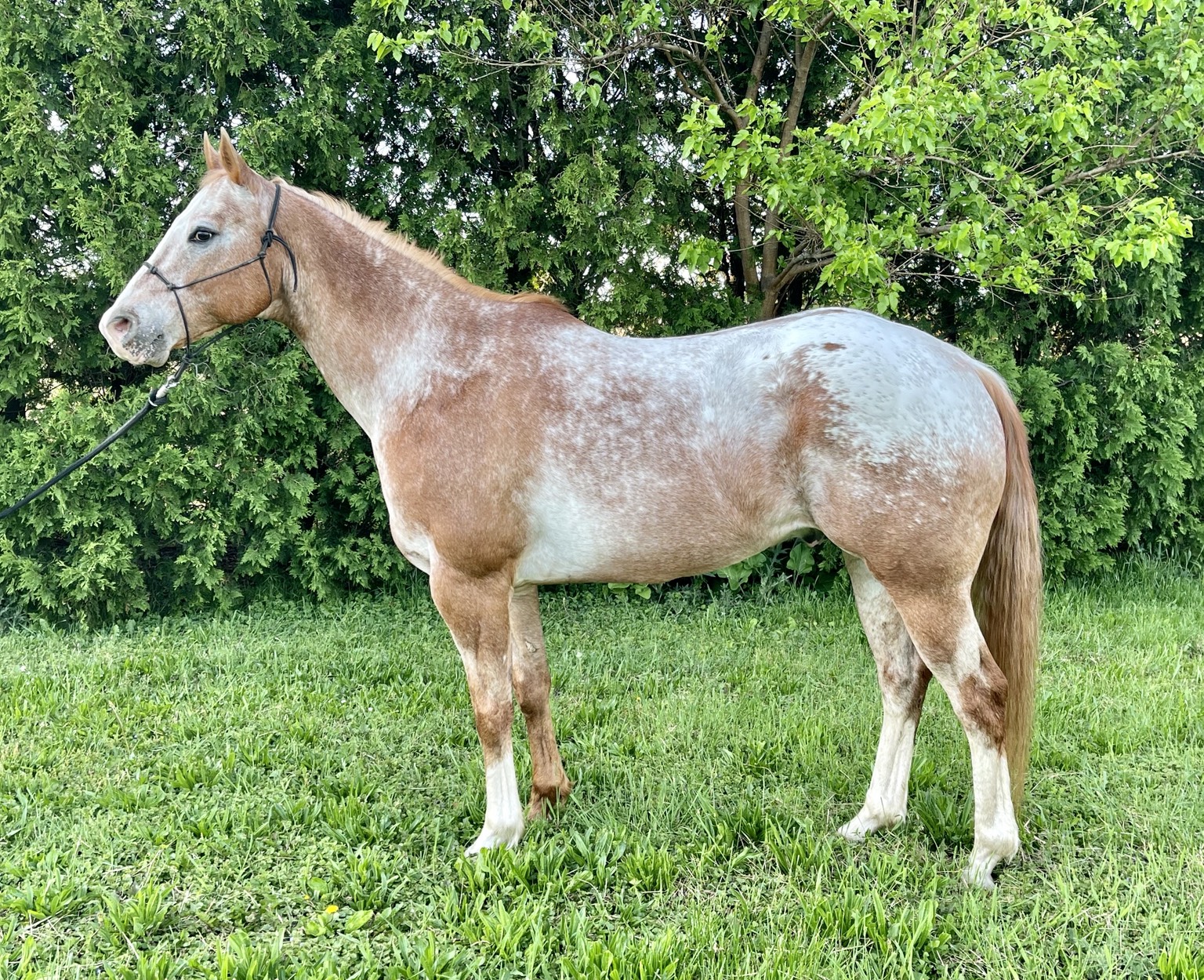Horse sold through Townsend Performance Horses