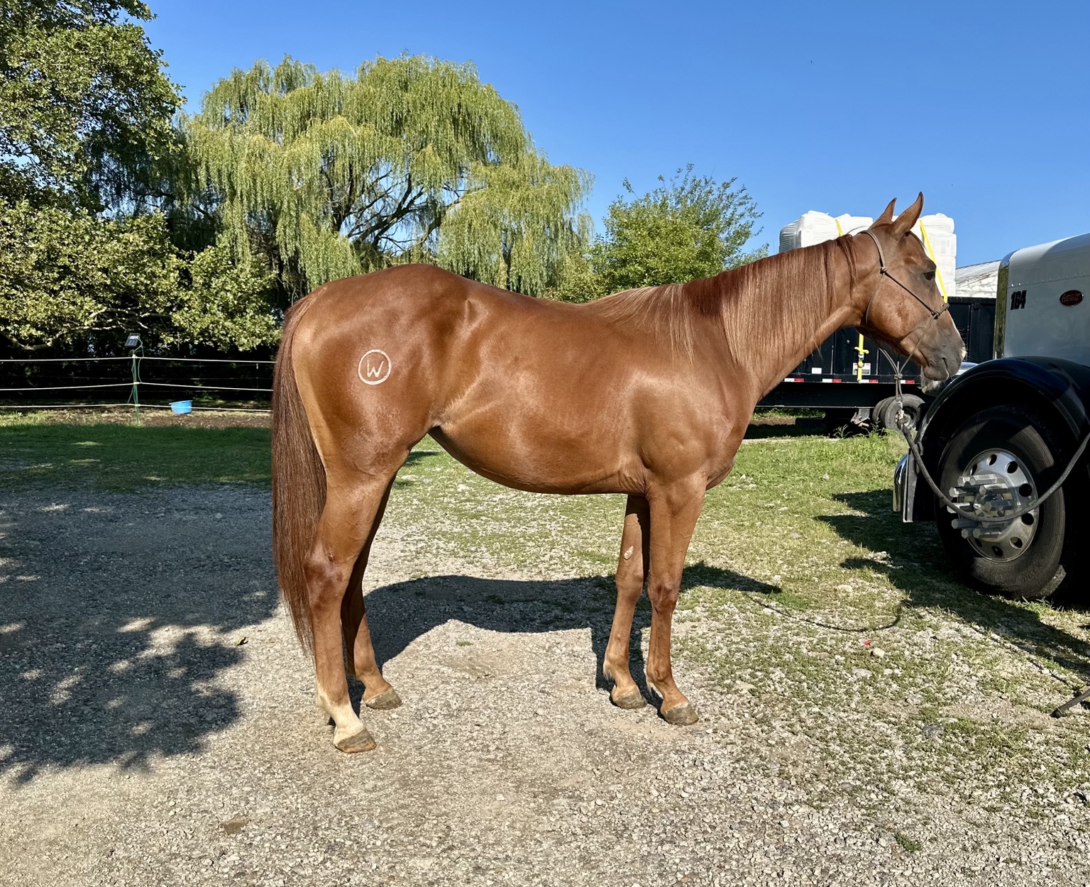 Horse sold through Townsend Performance Horses