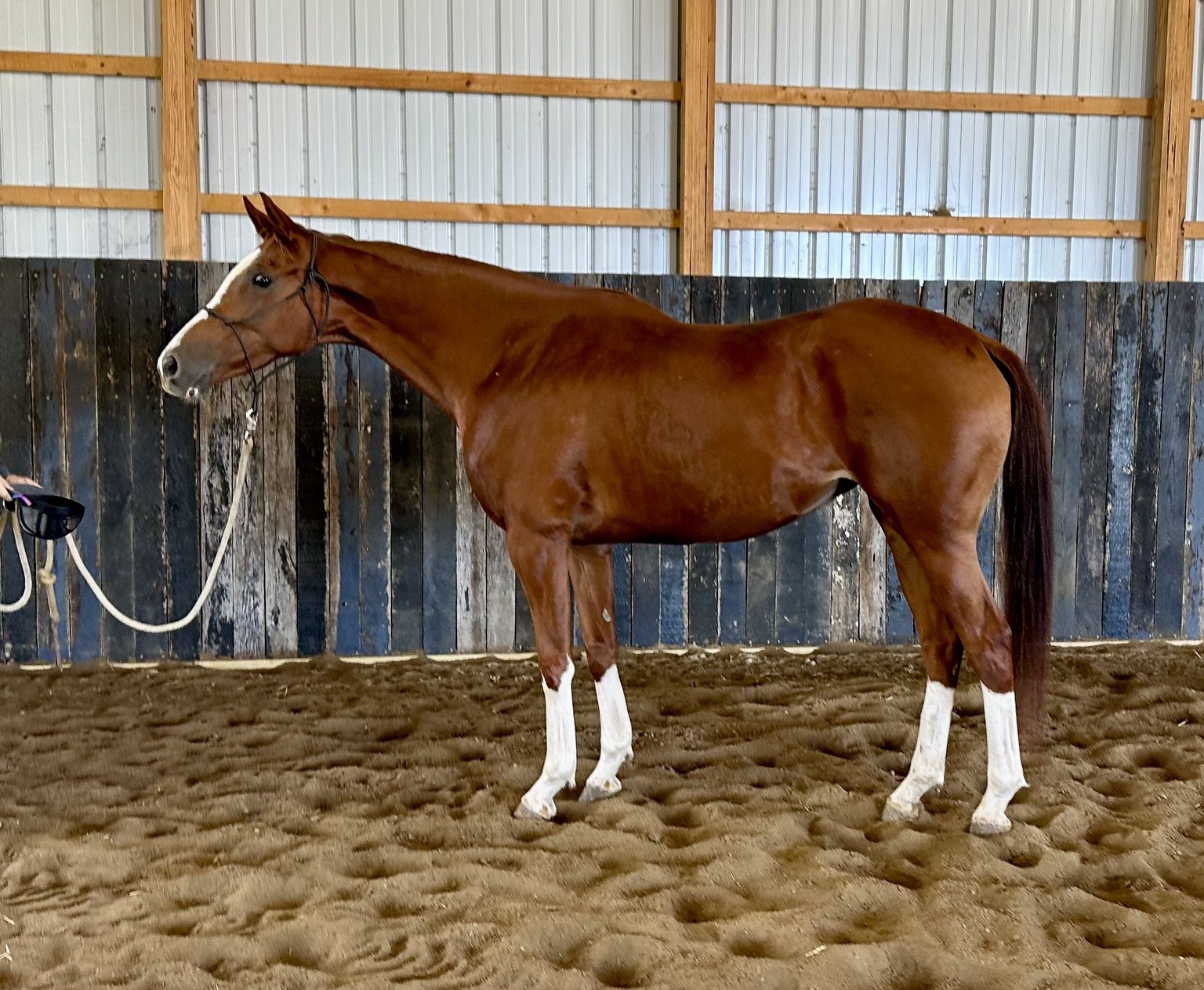 Sorrel horse sold through Townsend Performance Horses